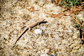Eidechse beim Sonnen auf Sandstein