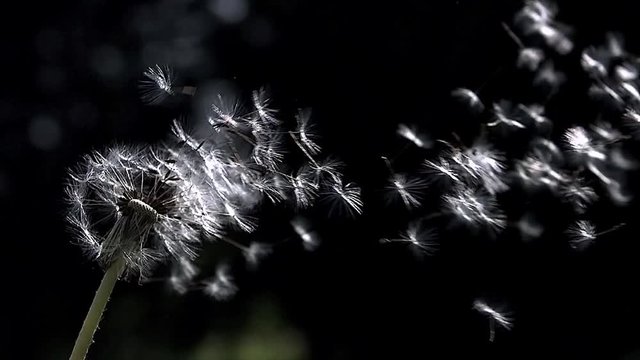 Common Dandelion, taraxacum officinale, seeds from 'clocks' being blown and dispersed by wind, Slow motion