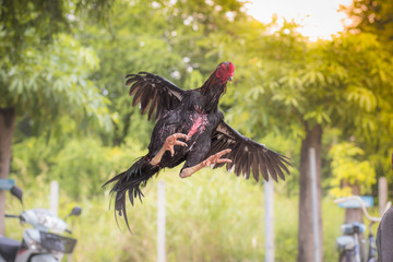 gamecock, fighting cock © nipol