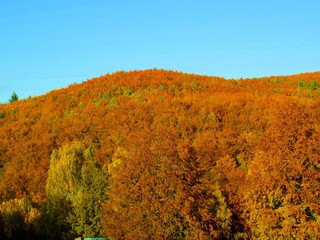 Fototapeta premium Yellow colorful leaves on deciduous trees in deciduous forest in wild nature during autumn