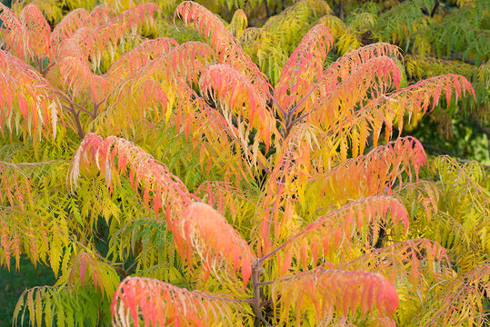 Essigbaum in herbstlichen Farben
