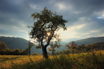 Obraz premium Autumn Tree with Sunrays Coming Through