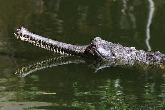 Gharial (Gavial). Rare shot of a gharial in its natural habitat.
