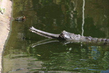 Gharial (Gavial). Rare shot of a gharial in its natural habitat.