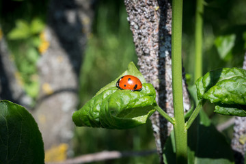 Marienkäfer auf Blatt