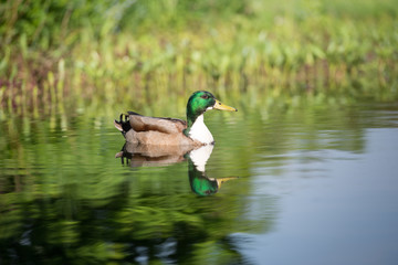 Schwimmende Ente im Teich