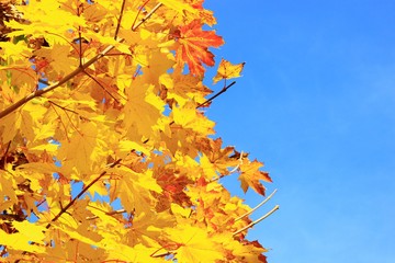 Fall background