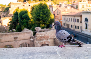 pigeon sitting on a wall in front of old buildings