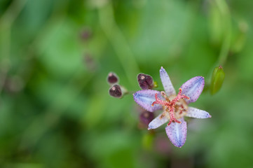 タイワンホトトギス