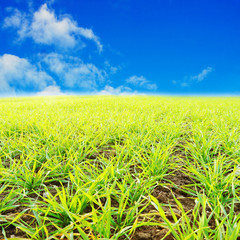 Young wheat seedlings growing in a soil. Agriculture and agronomy theme. Organic food produce on field. Natural background.