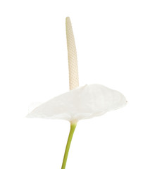 white anthurium flower