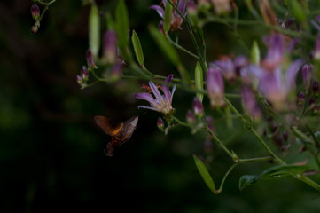 タイワンホトトギス
