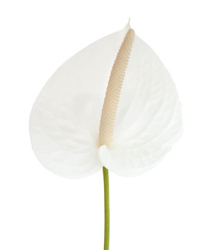 white anthurium flower