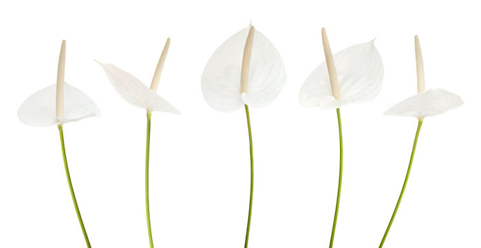Fototapeta white anthurium flower