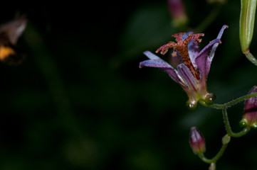 タイワンホトトギス