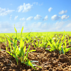 Young wheat seedlings growing in a soil. Agriculture and agronomy theme. Organic food produce on field. Natural background.