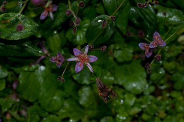 タイワンホトトギス