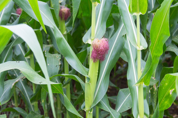 Sweet corn in the garden