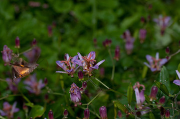 タイワンホトトギス