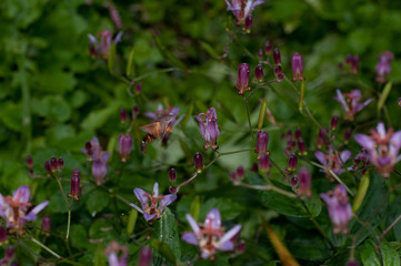 タイワンホトトギス
