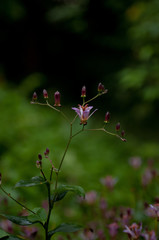 タイワンホトトギス