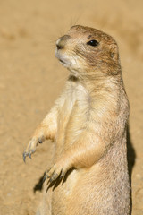Closeup black-tailed Prairie Dog (Cynomys ludovicianus) 