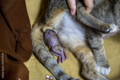 Licked clit by another woman A cats vagina