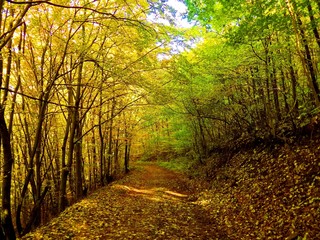 Road in deciduous forest during autumn in wild nature, colorful leaves on trees