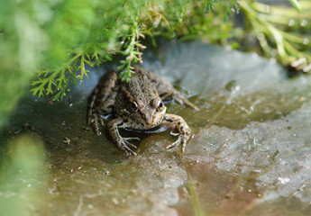 Pelophylax ridibundus