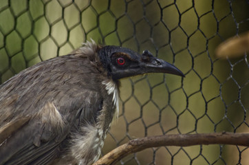 friarbird