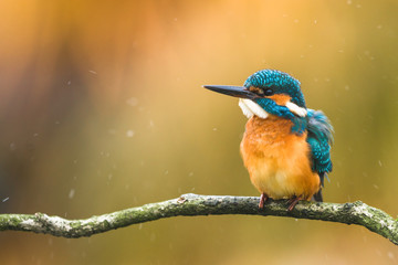 Eisvogel