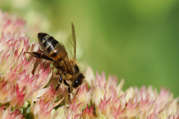 bee on Hylotelephium spectabile