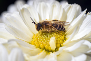 bee feeding with pollen from a white flower macro photography
