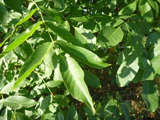 detail of a green wallnut leaf
