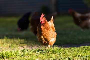 Hen grazing in field