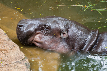 Hippopotamus on water in  the zoo at Thailand