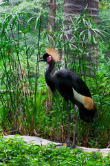 black crowned crane on wood in the zoo.