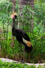 black crowned crane on wood in the zoo.