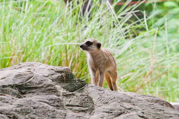 meercat on stone in the zoo at Thailand