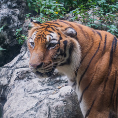 Bengal Tiger in the zoo show head