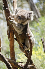 koala