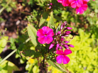 Garden phlox 'Starfire' (Phlox paniculata) 