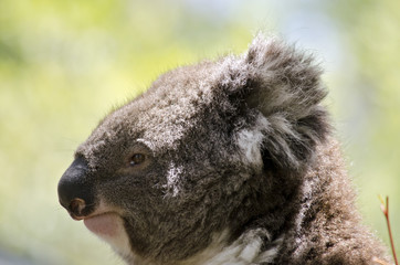 koala