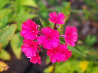 Garden phlox 'Starfire' (Phlox paniculata) 