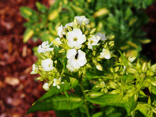 Beautiful white and green flowers of Phlox paniculata 'Jade' - garden phlox 