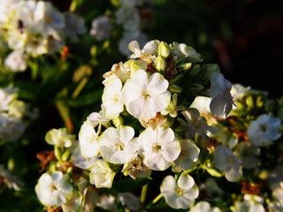 Beautiful white and green flowers of Phlox paniculata 'Jade' - garden phlox 