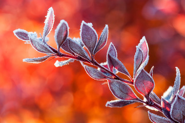 Frost covered autumn leaves backlit by the light of the rising sun.
