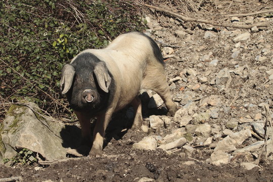 Cochon Noir Images – Browse 36 Stock Photos, Vectors, and Video