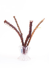 Tinospora cordifolia herbs isolated on white background