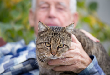 Cat in old man's lap